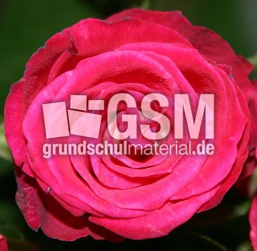 Rose-rotA.jpg